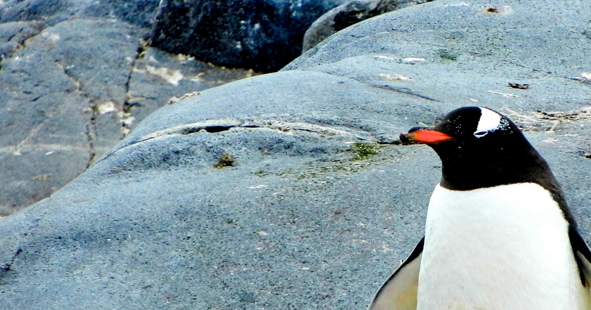 Bist du ein Pinguin in der Wüste?